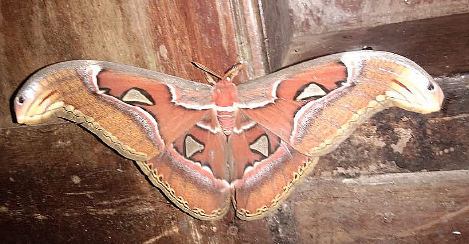 Naga Shalabham Moth spotted at the Idukki District of Kerala in India